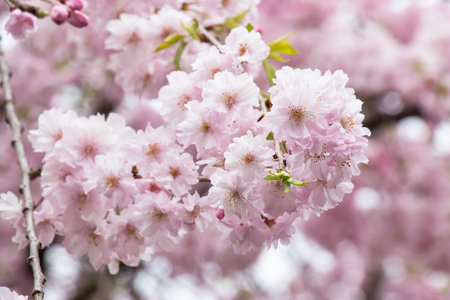 Sakura. the most beautiful flower in japan.の写真素材
