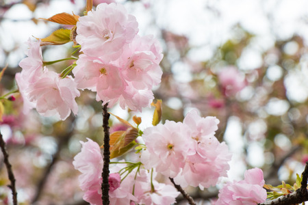 Sakura. the most beautiful flower in japan.の写真素材
