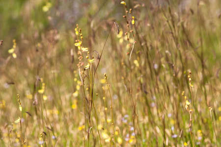 Meadow yellow flowers at the urban, up country in Thailandの写真素材