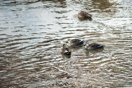 Duck in the canel in Takayama city, in Japan.の写真素材