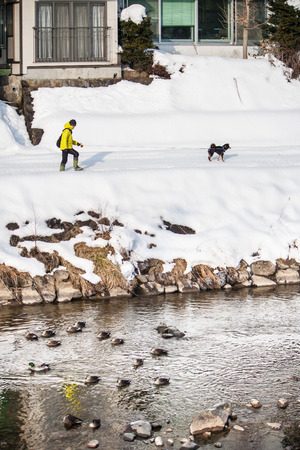 man walk with dog in the snow, beside the clean canal. ducks play in canalの写真素材