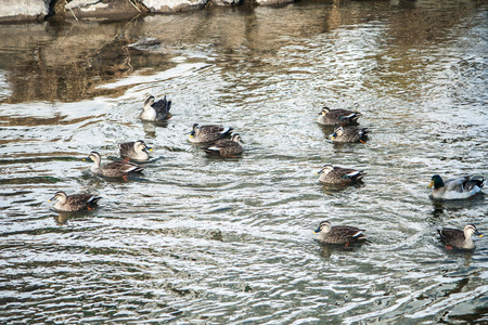 Duck in the canel in Takayama city, in Japan.の写真素材