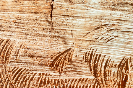 Finix of bird texture on Wood background, close up wooden texture backgroundの写真素材
