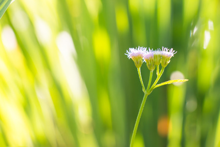 flower of grass stand alone in the park, sun light lay on petals.の写真素材