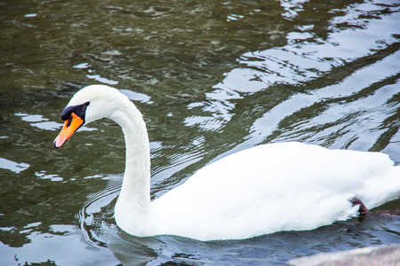 White swan in the  lake, Matsumoto castle Japanの写真素材