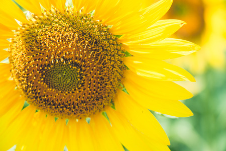 Sunflowers is blooming in farm, Saraburi, Thailandの写真素材