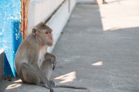 monkey is sitting in temple, a big group of monkeys live in temple and forest in thailand.の写真素材