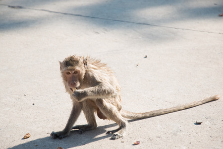 monkey is sitting and eating in temple, a big group of monkeys live in temple and forest in...