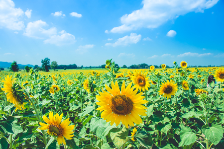 Sunflowers is blooming in farm with a beautiful sunshine day, Saraburi, Thailandの写真素材