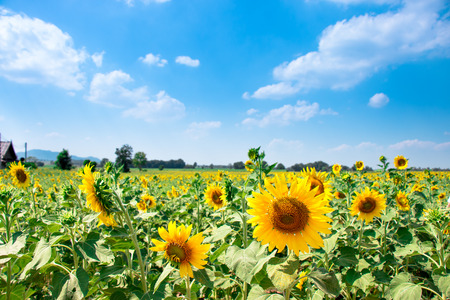 Sunflowers is blooming in farm with a beautiful sunshine day, Saraburi, Thailandの写真素材