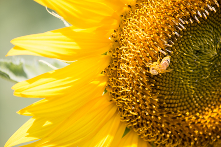 Sunflowers is blooming in farm, Bee is storing the sugarsyrup from sunflower, spring season, blossom, Saraburi, Thailandの写真素材