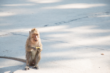 monkey is sitting and eating in temple, a big group of monkeys live in temple and forest in thailand.の写真素材