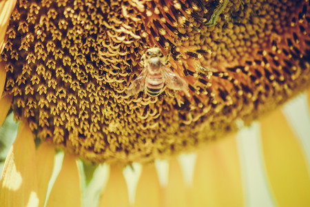 Sunflowers is blooming in farm, Bee is storing the sugarsyrup from sunflower, spring season, blossom, Saraburi, Thailandの写真素材