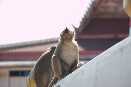 monkey is sitting in temple, a big group of monkeys live in temple and forest in thailand.の写真素材