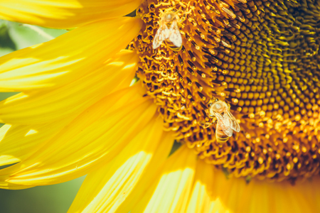 Sunflowers is blooming in farm. Bee is storing the sugarsyrup from sunflower, spring season, blossom, Saraburi, Thailandの写真素材