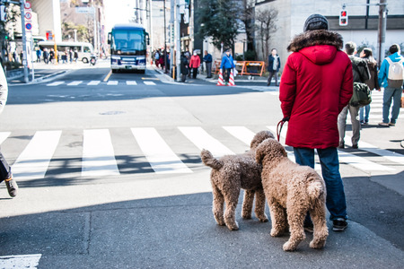 man and his dog wait green traffic light for acroos at junction in tokyo, Japanの写真素材