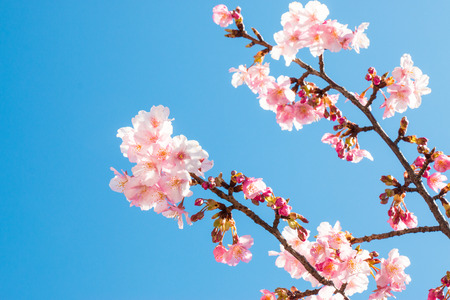 Pink Sakura, Cherry Blossom, is  the most beautiful flower in japan.の写真素材
