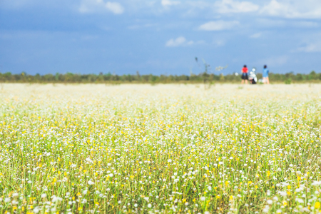 out of focus people in the Meadow,  yellow and white flowers in sunny day, grass fields at the urban, up country in Thailandの写真素材