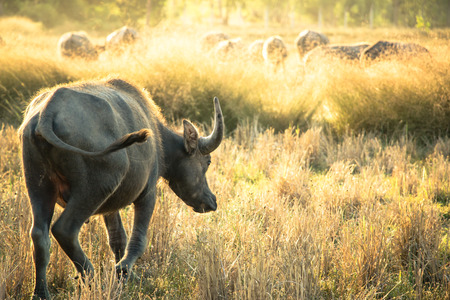 Thai Buffalo or carabao walk over the field go back home with sunset. Life' Machine of Farmer. Original agriculture use buffalo plow the field.の写真素材