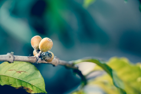 Coffee Berry Disease, fungus of Colleto- trichum coffeanumの写真素材
