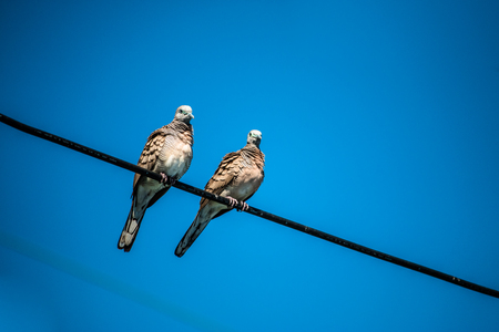 Dove is a ture Lover,two birds are on wire. They are a couple and bird family.の写真素材