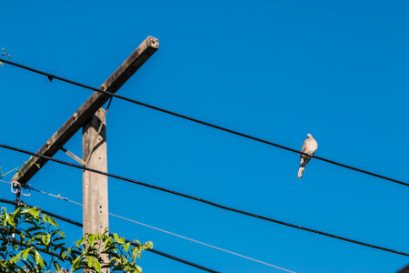 Dove is on wire. Dove is a ture love and bird family.の写真素材