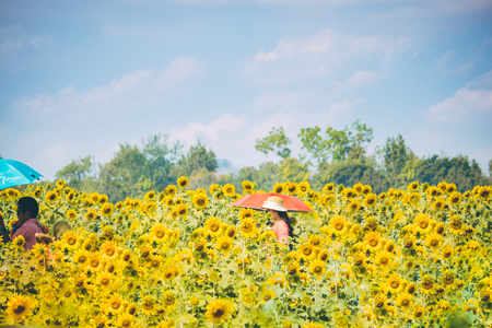 people travel in Sunflower farm. Sunflowers is blooming in farm, Saraburi, Thailandの写真素材