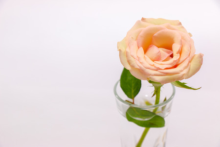Pastel Pink Rose in glass on white background, Valentines Day background, wedding day conceptの写真素材