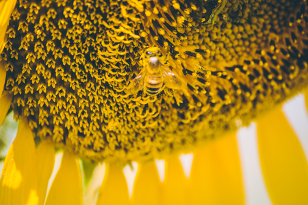 Select focus Pollen of Sunflower. Spring season, Bee is storing the sugar/syrup sunflowers is blooming in farm, Saraburi, Thailandの写真素材