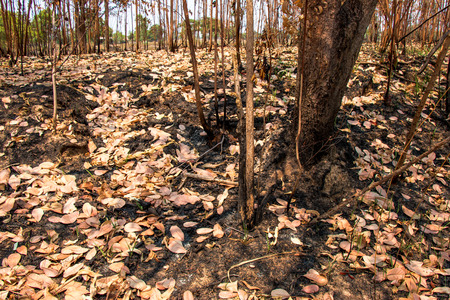Ash and burned tree after fire. Deforest problem and fire for agriculture by farmer. Green house effect, global warming, and  elnino effect' problem.の写真素材