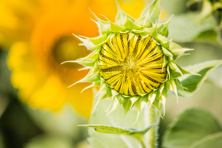 Sunflowers is blooming in farm with a beautiful sunshine day, Saraburi, Thailandの写真素材