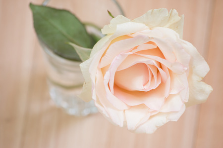 Selected focus Pink Pastel Rose, isolate Background.の写真素材