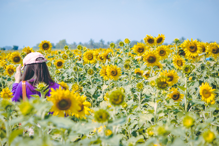 Girl is traveling in Sunflower farm. Sunflowers is blooming in farm, Saraburi, Thailandの写真素材