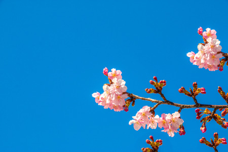 Pink Sakura, Cherry Blossom, is  the most beautiful flower in japan.の写真素材