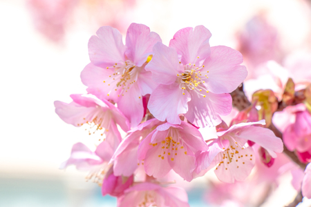 Pink Sakura, Cherry Blossom, is  the most beautiful flower in japan.の写真素材