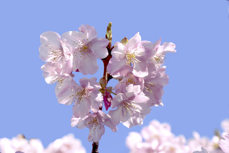 Pink Sakura, Cherry Blossom, is  the most beautiful flower in japan.の写真素材