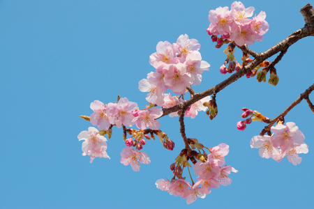 Pink Sakura, Cherry Blossom, is  the most beautiful flower in japan.の写真素材