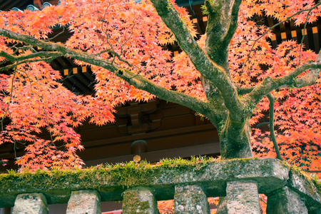 Japanese Maple leaf on branch near the temple in beautiful autumn at Nikko National Park, Japan. ...