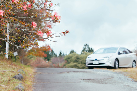 Pink beautiful flower beside the road. Car is drivingの写真素材