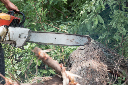 Chainsaw cutting trunkの写真素材