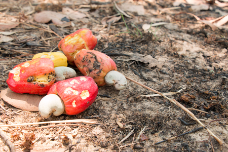 Red and yellow Cashew fruit (Anacardium occidentale) harvest and collect all on soilの写真素材