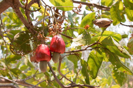 Red Cashew fruit  hanging on tree. (Anacardium occidentale)の写真素材