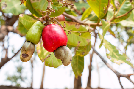 Red Cashew fruit  hanging on tree. (Anacardium occidentale)の写真素材