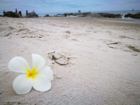 Blossom white frangipani flower on sand Beach at Hua Hin Thailandの写真素材