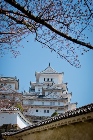 Pink Sakura full bloom at Himeji castle. The most beautiful flower and great ancient, heritage castle in Japan.の写真素材