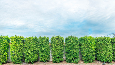 bonsai green on sky