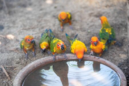 Fresh-colored parrots eat drink in a tubの写真素材
