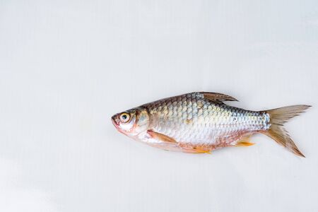 Fresh fish, on white background