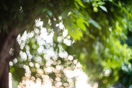 Bokeh leaf leaves background blur natureの写真素材