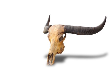 Skull, dead buffalo, skull, dead, horned, separated from white background,の写真素材